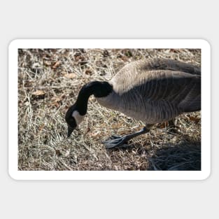 Canada Geese looking for nesting material Sticker